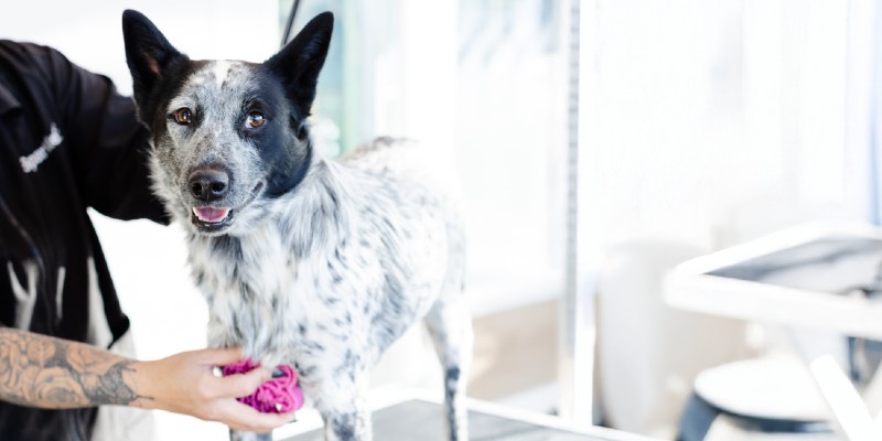 sparkle grooming co. franchise opportunities Dallas Fort Worth